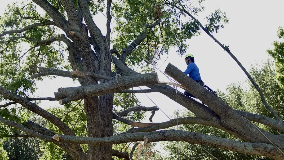 Professional Hazardous Tree Removal performed by certified arborists in Laddonia