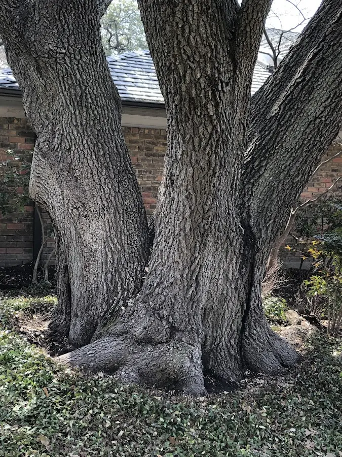 Mature heritage tree close to a Laddonia property cared for by certified arborists